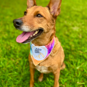 Bandana Réveillon