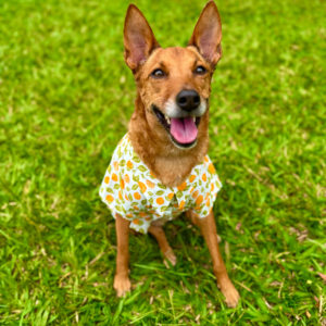 Camisa Lemonade