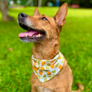 Bandanas Summer Glam