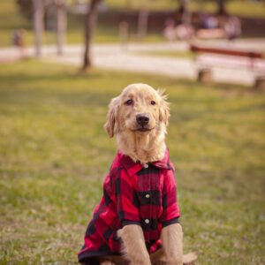 Camisa Good Boy