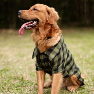 Camisa Moss Stripe