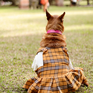 Conjunto Plaid Charm